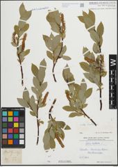 Foto von Salix hastata L.